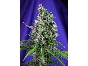 SWEETTRAINWRECK AUTO SWS47