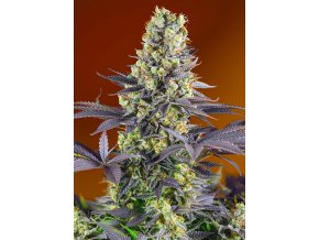 SWEET ZKITTLEZ(R) SWS84