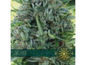 vision seeds ak 49