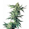 northern lights xl
