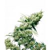 jamaican pearl xl