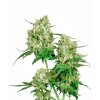 maple leaf indica xl