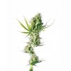 durban xl