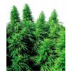 ruderalis skunk xl