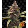 ayahuasca purple circle new 12 877904