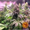 gorilla zkittlez 10 410564
