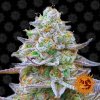 large gorilla zkittlez 1 341351