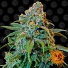 large liberty haze 1 341434