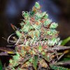 Delicious Seeds Cotton Candy Kush (Balení 10)