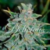 nlblue auto 7