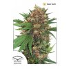 Masterkush Dutch Passion (1)