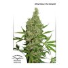 White Widow The Ultimate Dutch Passion