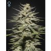 SLH CBD