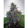 auto blue amnesia feminizovan 502