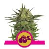 haze berry