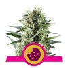 royal cookies