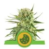royal cookies automatic