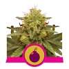 royal domina