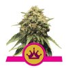 special queen 1