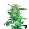 big bud xl