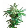 black domina xl