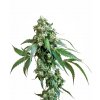 jack flash xl