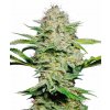 sensi skunk autoflowering xl