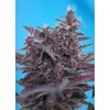 BLACKCREAM AUTO SWS37