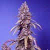 black muffin f1 fast mi 450x450