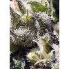 CREAMCARAMEL AUTO(R) SWS22