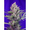 CREAMMANDARINE F1 SWS50