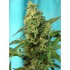 GREENPOISON F1(R) SWS41