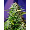 JACK47 AUTO(R) SWS31
