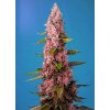 RED HOT COOKIES(R) SWS83