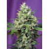 SWEET AMNESIA HAZE XL AUTO(R) SWS57