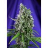 SWEETTRAINWRECK AUTO SWS47
