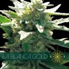 vision seeds la blanca gold