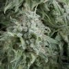 Anubis Autoflowering 800x800