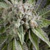 Blue Pyramid Autoflowering 800x800