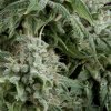 Northern Lights Autoflowering 800x800