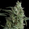 Kryptonite 800x800