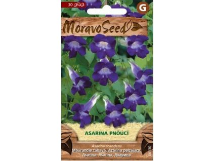 Semínka MoravoSeed Asarina pnoucí, fialová 00130