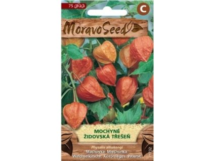 Semínka MoravoSeed Mochyně - Židovská třešeň, oranžová 71732