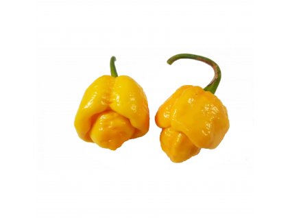 Semínka Piquant Paprička chilli TRINIDAD MORUGA SCORPION YELLOW