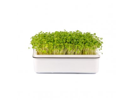 Microgreens, semínka na klíčky - Brokolice 10g