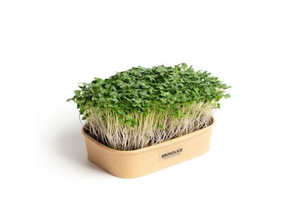 Sada pro pěstování Microgreens - Brokolice Calabrese
