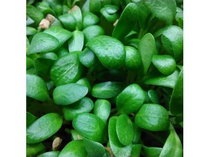 Pískavice řecké seno na microgreens, 50 g