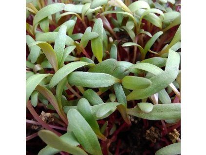 37217 repa ruzova na microgreens 50 g
