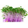 Microgreens, semínka na klíčky - Kedluben červený 10g