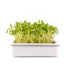 Microgreens, semínka na klíčky - Slunečnice 20g